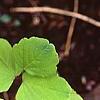 Akebia trifoliata, leaves