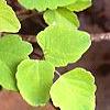 Akebia trifoliata, leaves