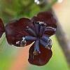 Akebia trifoliata, flowers