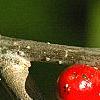 Lindera benzoin, fruit