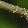 Lindera benzoin, fruit