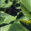 Sassafras albidum, leaves