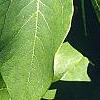 Sassafras albidum, leaves