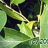 Sassafras albidum, leaves