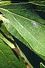 Sassafras albidum, leaves