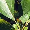 Sassafras albidum, leaves