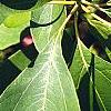 Sassafras albidum, leaves