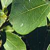 Sassafras albidum, leaves