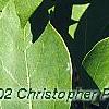 Sassafras albidum, leaves