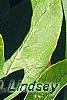 Sassafras albidum, leaves