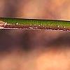 Sassafras albidum, buds