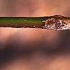 Sassafras albidum, buds