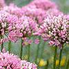 Allium tanguticum 'Summer Beauty', flowers