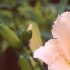 Hemerocallis 'Lullaby Baby', flowers