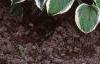 Hosta 'Diamond Tiara', habit