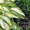 Hosta 'Sea Sprite', habit