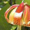 Lilium michauxii