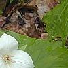 Trillium flexipes