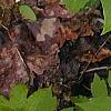 Trillium flexipes