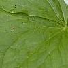 Trillium flexipes
