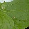 Trillium flexipes