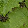Trillium flexipes