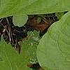 Trillium flexipes