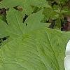 Trillium flexipes