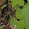 Trillium flexipes