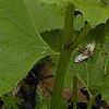 Trillium flexipes