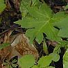 Trillium flexipes