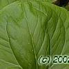 Trillium flexipes