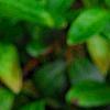 Trillium flexipes, habit