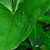 Trillium flexipes, habit