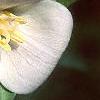 Trillium flexipes, flowers