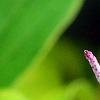 Tricyrtis formosana 'Samurai', flowers