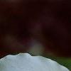 Trillium grandiflorum, flowers