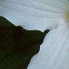 Trillium grandiflorum, flowers