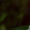 Trillium grandiflorum, flowers