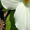 Trillium grandiflorum