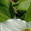 Trillium grandiflorum