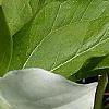 Trillium grandiflorum