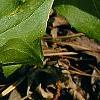 Trillium grandiflorum
