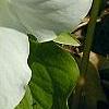 Trillium grandiflorum
