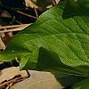 Trillium grandiflorum