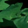 Trillium grandiflorum