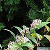 Tricyrtis hirta 'Albomarginata'