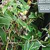 Tricyrtis hirta 'Albomarginata'