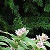Tricyrtis hirta 'Albomarginata'