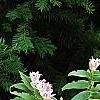 Tricyrtis hirta 'Albomarginata'